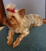 Autumn 🍂 , a female Yorkshire Terrier for sale in Baker City, OR – 3 of 6