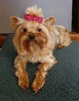 Autumn 🍂 , a female Yorkshire Terrier for sale in Baker City, OR – 2 of 6