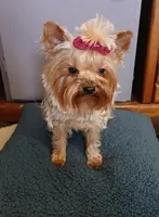 Autumn 🍂 , a female Yorkshire Terrier for sale in Baker City, OR – 6 of 6