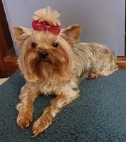 Autumn 🍂 , a female Yorkshire Terrier for sale in Baker City, OR – 4 of 6