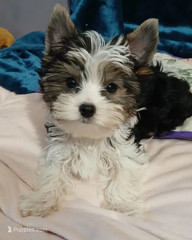David  – Yorkshire Terrier puppy for sale in Baker City, OR