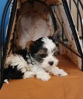 David , a male Yorkshire Terrier for sale in Baker City, OR – 6 of 7