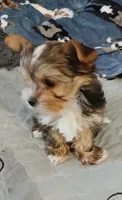 Donnie, a male Yorkshire Terrier for sale in Baker City, OR – 4 of 8
