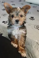 Donnie, a male Yorkshire Terrier for sale in Baker City, OR – 7 of 8