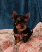 Aladdin , a male Yorkshire Terrier for sale in Baker City, OR – 4 of 7