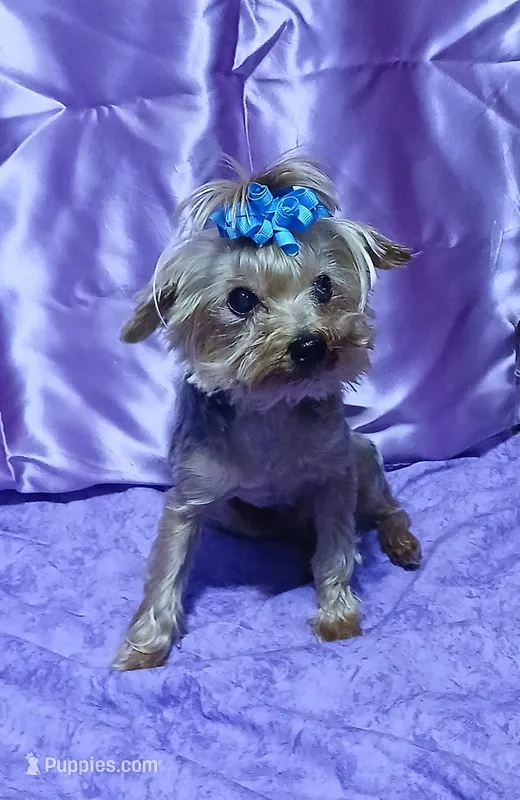 Freddy  – Yorkshire Terrier puppy for sale in Baker City, OR
