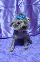 Freddy , a male Yorkshire Terrier for sale in Baker City, OR – 1 of 3