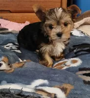 Donnie, a male Yorkshire Terrier for sale in Baker City, OR – 8 of 8