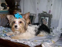 DEXTER, a male Yorkshire Terrier for sale in La Grande, OR – Photo 2 of 3
