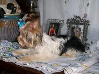 DEXTER, a male Yorkshire Terrier for sale in La Grande, OR – Photo 3 of 3