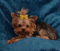 Hannah , a female Yorkshire Terrier for sale in Baker City, OR – 3 of 5