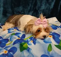 Porsha, a female Yorkshire Terrier for sale in Baker City, OR – 2 of 7