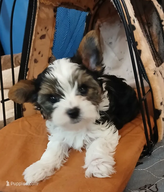 David  – Yorkshire Terrier puppy for sale in Baker City, OR