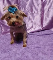 Freddy , a male Yorkshire Terrier for sale in Baker City, OR – 3 of 3
