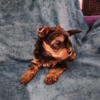 Bear, a male Yorkshire Terrier for sale in Baker City, OR – 6 of 9