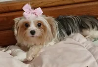 Porsha, a female Yorkshire Terrier for sale in Baker City, OR – 3 of 7
