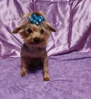 Freddy , a male Yorkshire Terrier for sale in Baker City, OR – 2 of 3