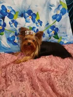 Birdie, a female Yorkshire Terrier for sale in Baker City, OR – 5 of 8