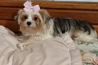 Porsha, a female Yorkshire Terrier for sale in Baker City, OR – 4 of 7