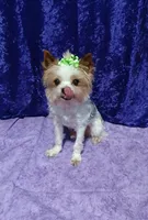 Thumper , a male Yorkshire Terrier for sale in Baker City, OR – 3 of 4