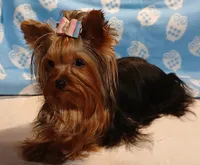 Birdie, a female Yorkshire Terrier for sale in Baker City, OR – Photo 4 of 4