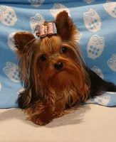 Birdie, a female Yorkshire Terrier for sale in Baker City, OR – Photo 1 of 4