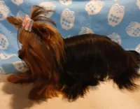 Birdie, a female Yorkshire Terrier for sale in Baker City, OR – Photo 3 of 4