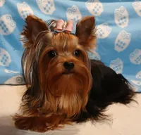 Birdie, a female Yorkshire Terrier for sale in Baker City, OR – Photo 2 of 4