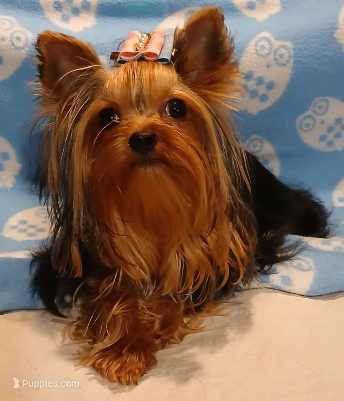Birdie – Yorkshire Terrier puppy for sale in Baker City, OR