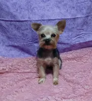 Willow, a female Yorkshire Terrier for sale in Baker City, OR – 3 of 4