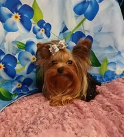 Birdie, a female Yorkshire Terrier for sale in Baker City, OR – 4 of 8