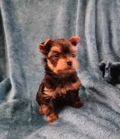 Bear, a male Yorkshire Terrier for sale in Baker City, OR – 4 of 9