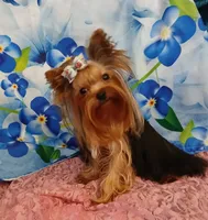 Birdie, a female Yorkshire Terrier for sale in Baker City, OR – 3 of 8