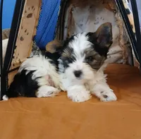 David , a male Yorkshire Terrier for sale in Baker City, OR – 3 of 7