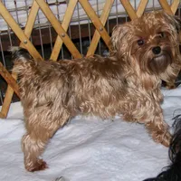 GINGER, a female Yorkshire Terrier for sale in Baker City, OR – Photo 2 of 2