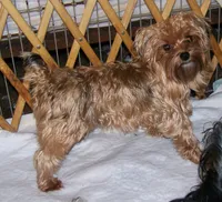 GINGER, a female Yorkshire Terrier for sale in La Grande, OR – Photo 2 of 2