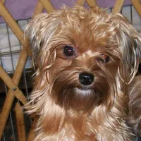 GINGER, a female Yorkshire Terrier for sale in Baker City, OR – Photo 1 of 2