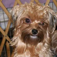 GINGER, a female Yorkshire Terrier for sale in La Grande, OR – Photo 1 of 2