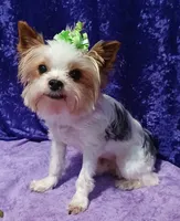 Thumper , a male Yorkshire Terrier for sale in Baker City, OR – 2 of 4
