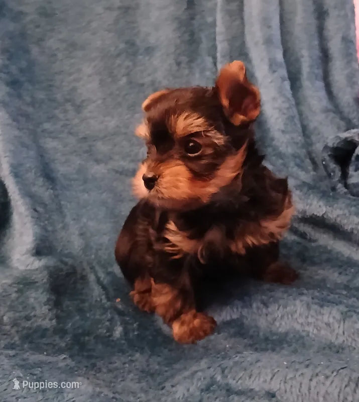 Bear – Yorkshire Terrier puppy for sale in Baker City, OR