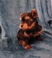 Bear, a male Yorkshire Terrier for sale in Baker City, OR – 1 of 9
