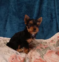 Aladdin , a male Yorkshire Terrier for sale in Baker City, OR – 2 of 7