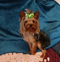 Danny , a male Yorkshire Terrier for sale in Baker City, OR – 4 of 5