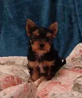 Aladdin , a male Yorkshire Terrier for sale in Baker City, OR – 5 of 7