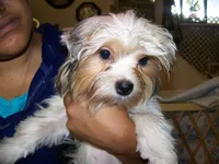 Peter, a male Yorkshire Terrier for sale in La Grande, OR – Photo 2 of 5