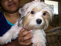 Peter, a male Yorkshire Terrier for sale in La Grande, OR – Photo 3 of 5