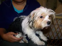 Peter, a male Yorkshire Terrier for sale in La Grande, OR – Photo 4 of 5