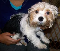 Peter, a male Yorkshire Terrier for sale in La Grande, OR – Photo 1 of 5