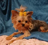 Hannah , a female Yorkshire Terrier for sale in Baker City, OR – 1 of 5