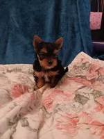 Aladdin , a male Yorkshire Terrier for sale in Baker City, OR – 1 of 7